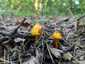 Feketedő nedűgomba (Hygrocybe conica), Budai-hegység